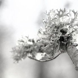 Oak moss by Siska-Anna Douma-Schepenaar