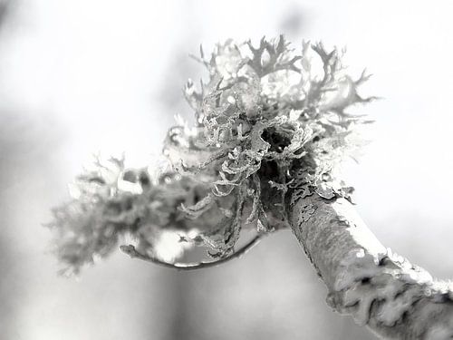 Oak moss by Siska-Anna Douma-Schepenaar