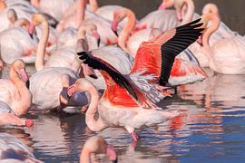 FRA, Frankrijk, Camargue, Parc Ornithologique Du Pont De Gau Fl van Christoph Hermann