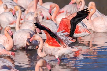 FRA, France, Camargue, Parc ornithologique du Pont de Gau Fl