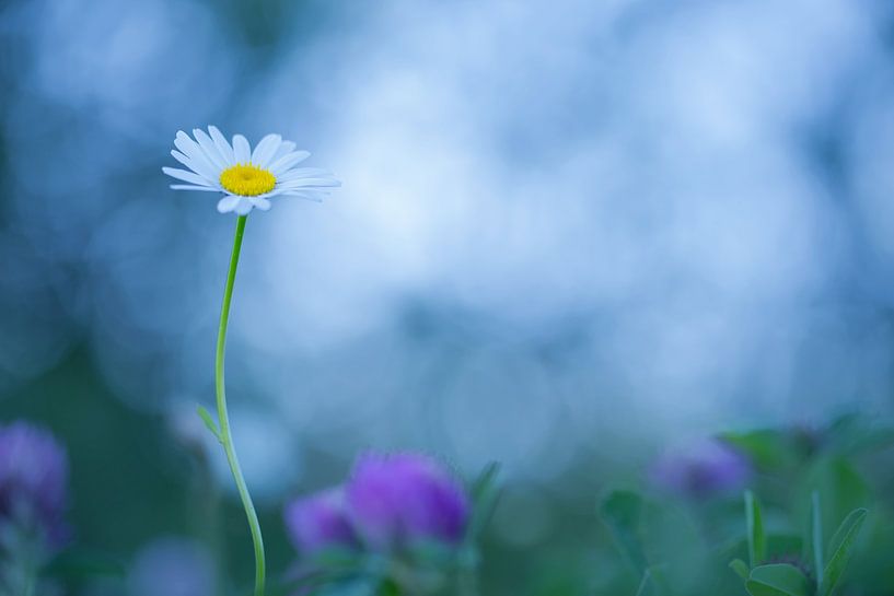In nature there is always something beautiful to find by Aukje Ploeg