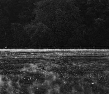 Schwäne an der Mosel mit Morgennebel