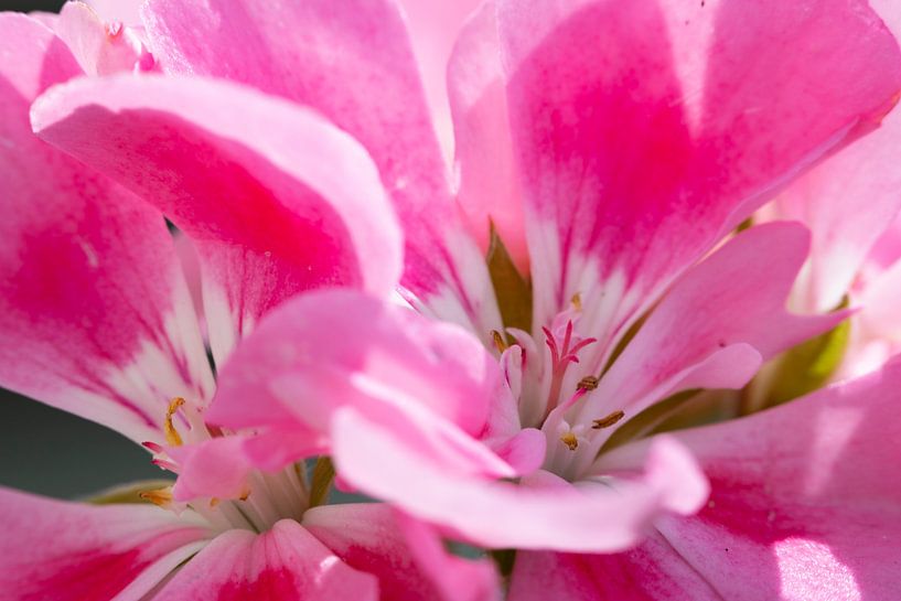 Der Frühling liegt in der Luft, der Garten bekommt Farbe von Hans de Waay