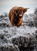 Schotse Hooglander