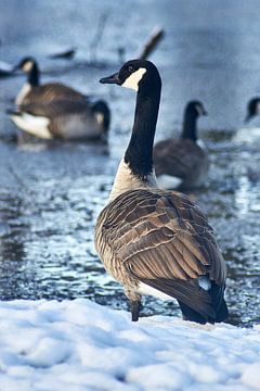 Canadese gans met sneeuw in de winter van Stefanie Orlati