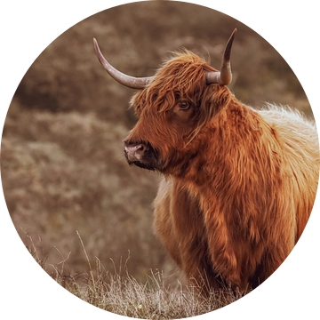 Portret van een prachtige Schotse hooglander van Dirk van Egmond