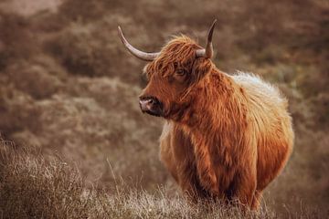 Porträt einer schönen schottischen Highlanderin von Dirk van Egmond