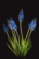 Blauwe Muscari | Werk aan de muur bloemen
