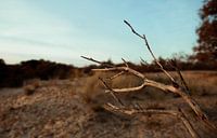 Meijendel | die Landschaft