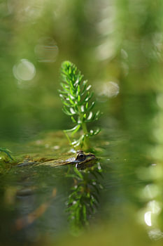 Frosch in einer Traumwelt