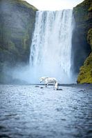 White Icelandic Horse at Skogafoss Waterfall