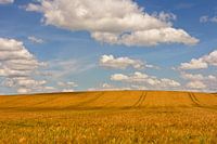 goldiger Sommer