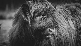 Gros plan d'un veau Highlander écossais aux Pays-Bas, en noir et blanc sur Maarten Oerlemans
