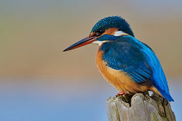 Martin-pêcheur sur Martins-pêcheurs - Corné van Oosterhout