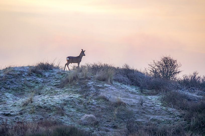 Roe in the dunes by Dirk van Egmond