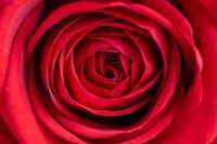 Macro/Close up of velvet soft red rose