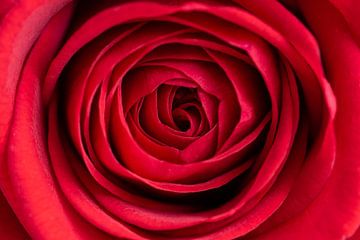 Macro/Close up van fluweel zachte rode roos van Dennis Wachtel
