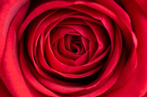 Makro/Nahaufnahme einer samtig weichen roten Rose