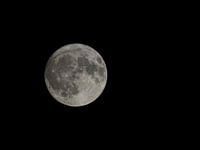 Volle maan