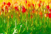 fleurs colorées