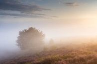 Nebliger Sonnenaufgang Posbank von Sander Grefte Miniaturansicht