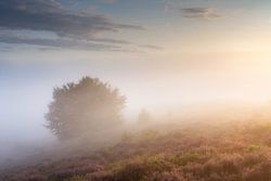 Mistig Zonsopkomst Posbank