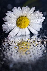 Zelfreflectie van een madeliefje in druppels van Marjolijn van den Berg