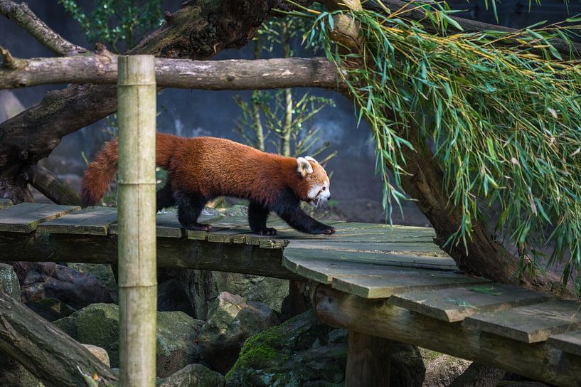 Kleiner Panda von Jan Georg Meijer