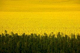 Landschap in mei van Thomas Jäger