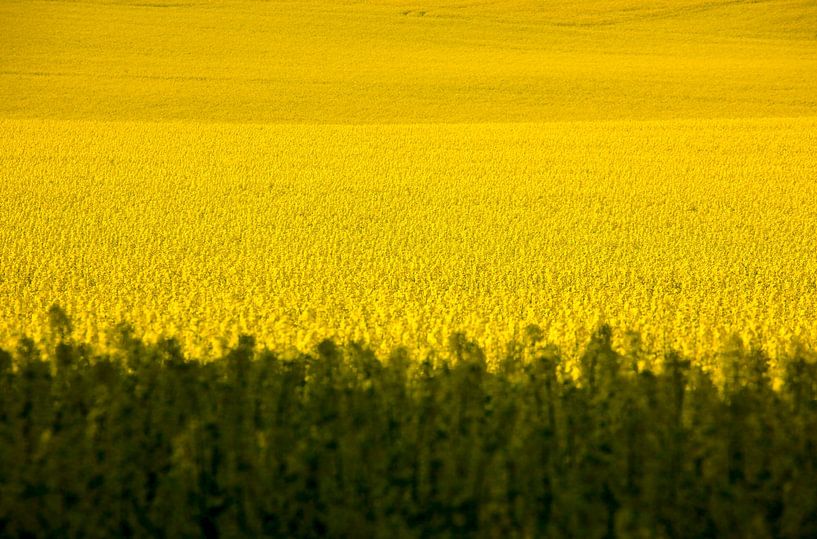 Landscape in May by Thomas Jäger