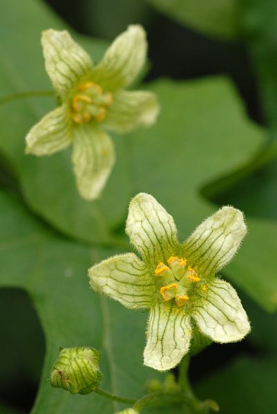 Rotfrüchtige Zaunrübe von Rafael Delaedt