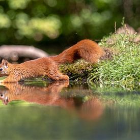 Eichhörnchen läuft auf dem Wasser von Anjella Buckens
