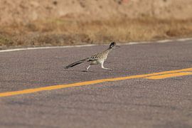 Roadrunner" coucou de route (Geococcyx californianus), aussi grand coucou de course ou cou sur Frank Fichtmüller