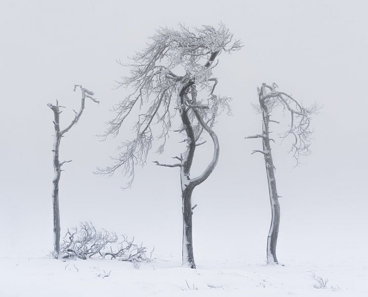 Winter Minimalism by Loris Photography