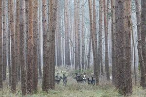 Albino-Hirsche im deutschen Wald