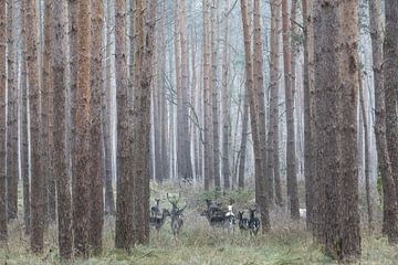 Albino deer in the German forest