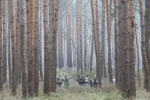 Albino herten in het Duitse bos