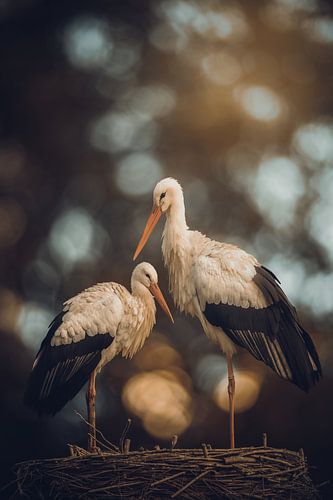 Een koppel ooievaars