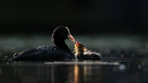 Ein Blässhuhn füttert seine Jungen.