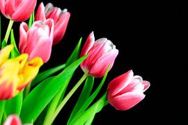 Tulip Blossom by Thomas Jäger