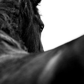 Fries paard sur Hilda Koopmans