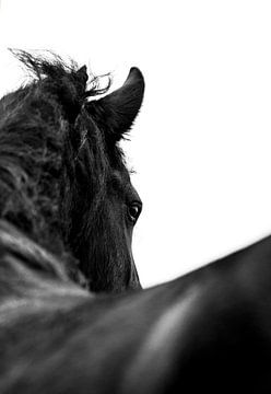 Fries paard von Hilda Koopmans