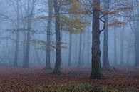 Novemberblues... Nebelstimmung im Herbstwald von wunderbare Erde Miniaturansicht