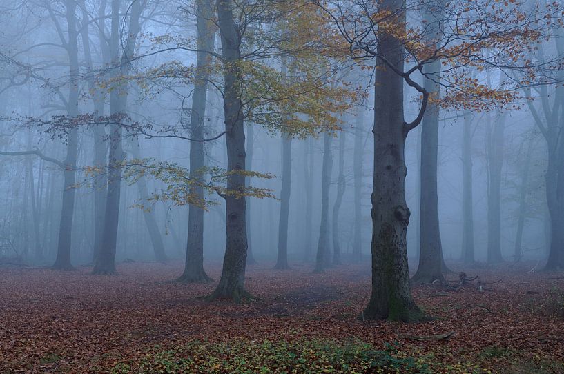 Novemberblues... Nebelstimmung im Herbstwald von wunderbare Erde