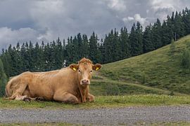 lying cow in the mountains by Patrick Herzberg