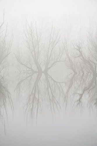 Reflectie in de mist.