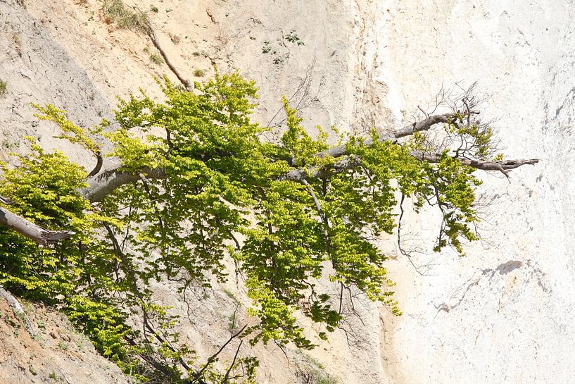 Chalk Coast, Beach , Jasmund National Park, Sassnitz by Torsten Krüger