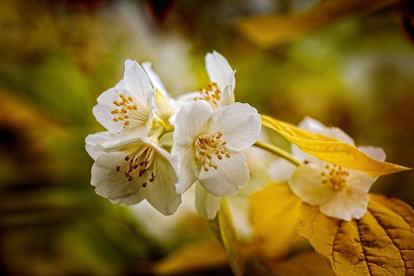 Jasmijn van Rob Boon