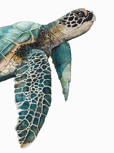 Great Sea Turtle , Jodi Hatfiled  by PI Creative Art