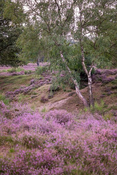 Portrait of a birch on the moors by Alie Ekkelenkamp